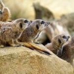 Internet of Behaviors (IOB) Technologies for Startups: Analyze User Behavior